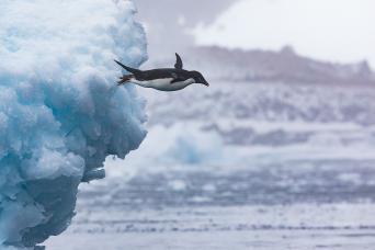 Airbourne Adelie penguin!
