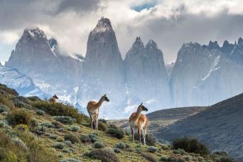 Guanaco in Torres