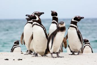 Magellanic penguins