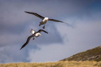 Albatross-rish islands