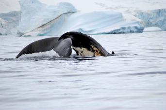 Late summer is an outstanding time to see whales in Antarctica