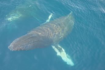 The thrill of whale sightings in Antarctica