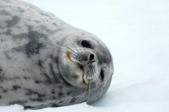 Weddell Seal in Antarctica