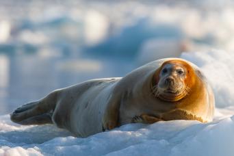 Look out for wildlife such as seals or possibly polar bears