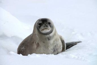 Weddell Seal on pack ice