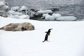 See penguins and seals in Antarctica