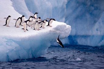 Adelie penguins and iceberg