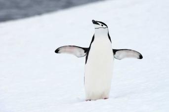 Chinstrap penguin welcome