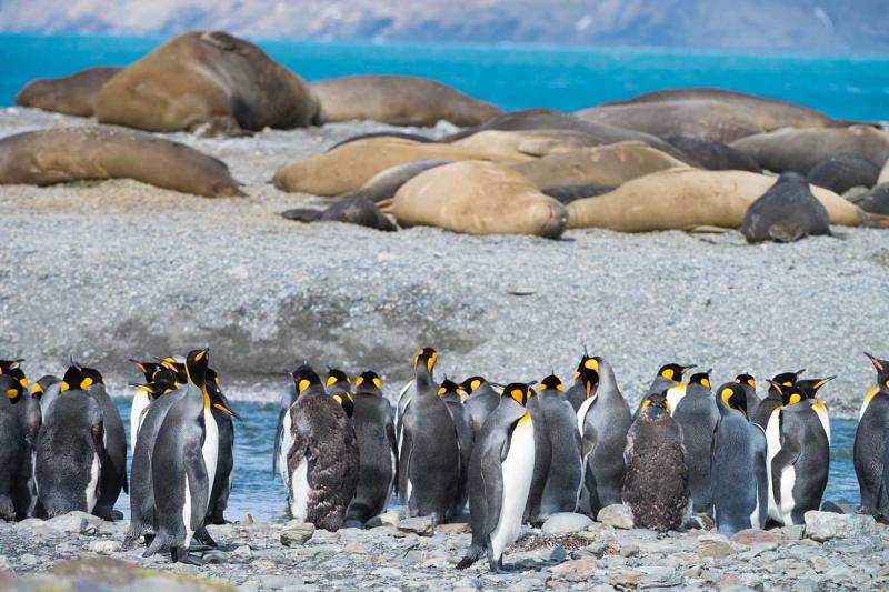 Falklands South Georgia Antarctica Explorer Expeditions Online
