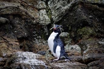 Crested penguin, Snares Islands
