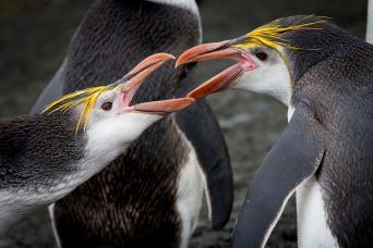 Royal penguins, Macquarie Island