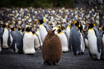 See king penguins at Macquarie Island