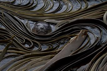 Elephant seal ashore amongst the kelp