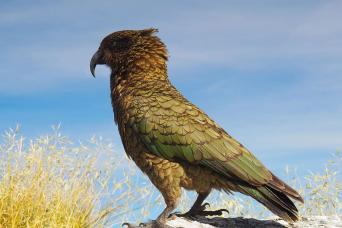 The enigmatic Kea can be seen in Fiordland