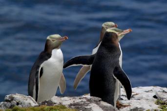 Yellow-eyed penguins