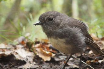 Rare birdlife can be found in New Zealand's far south