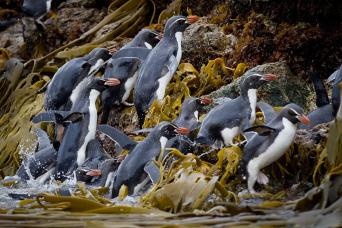 Snares Island penguins