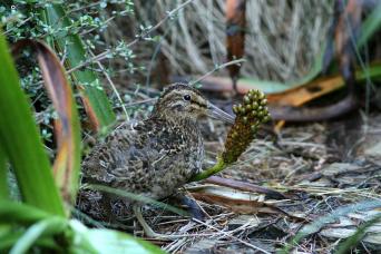 Campbell Island snipe