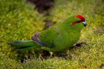 Red-crowned parakeet, Auckland Islands