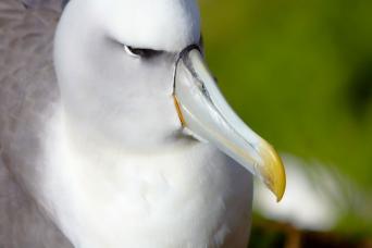 Shy albatross, Campbell Island