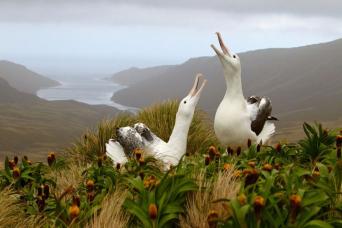 Royal albatross nesting on Campbell Island