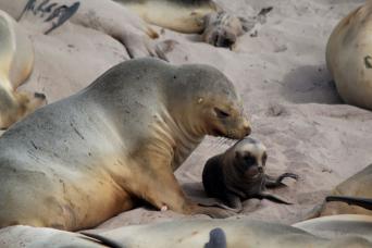 New Zealand sea lion and pup