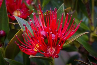 Beautiful southern rata bloom