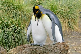 Surrounded by king penguin chicks
