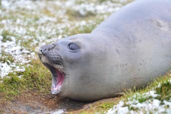 Young elephant seal