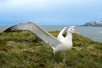 Black browed albatross