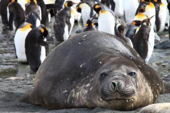 Elephant seal huddle, South Georgia