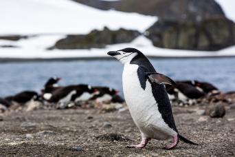 Meet Antarctica's wildlife!