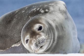 Weddell Seal