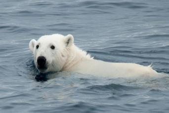 Polar bears are excellent swimmers