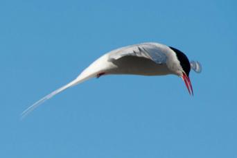 Arctic Tern, Svalbard