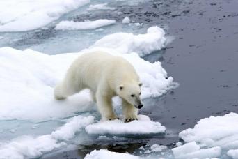 Polar bears roam the ice