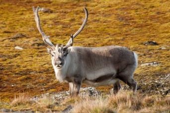 Svalbard Reindeer