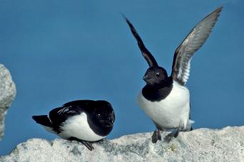 Guillemots, Svalbard