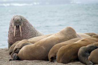 Walrus hauled out on the Arctic shore