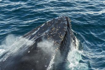 Look out for whales on your Antarctica cruise