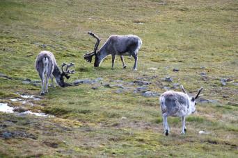 Svalbard reindeer are amongst the Arctic wildlife you may encounter