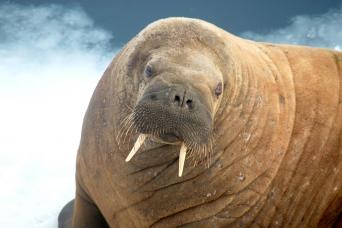 Enigmatic walrus are amongst the most amazing Arctic wildlife