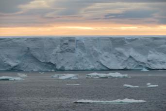 Weddell seals