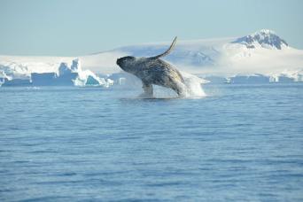 Gentoo penguins & Elephant seal