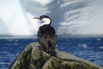 M/V Plancius in Antarctica