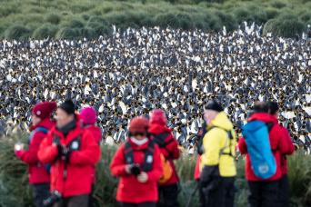 Close encounters with astonishing Antarctic wildlife!