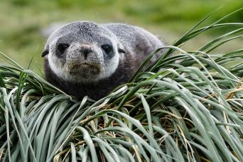 Southern fur seals are just some of the wildlife in the sub-Antarctic