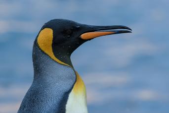 See beautiful king penguins in South Georgia