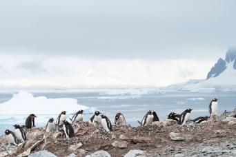 See penguins in Antarctica