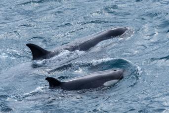 We watch out for whales on all Antarctica cruises